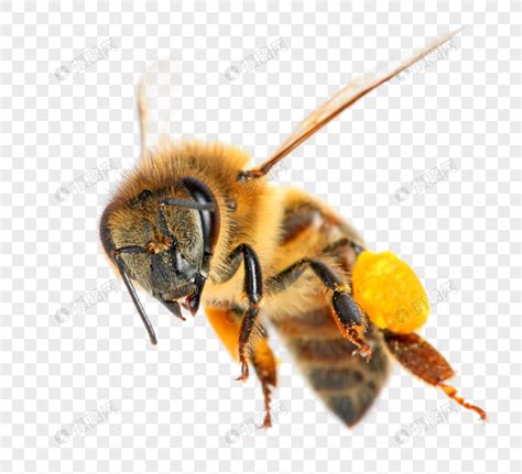 蜂蜜的屬性 頭背